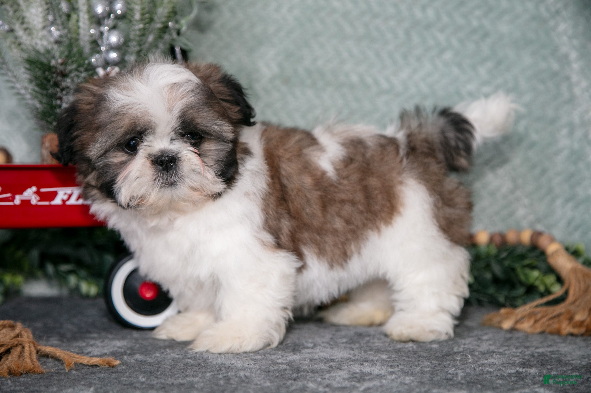Shih Tzu dogs Violet - Ad 18