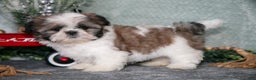Shih Tzu dogs for sale: Violet - Ad 1