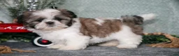 Shih Tzu dogs for sale: Violet - Ad 1
