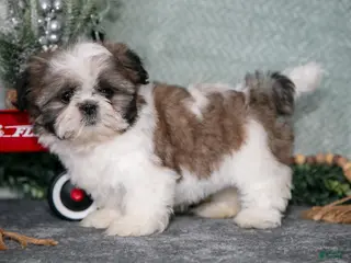 Shih Tzu dogs Violet - Ad 37
