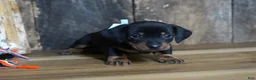 Miniature Dachshund dogs for sale: Treyton - Ad 3