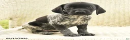 German Shorthaired Pointer dogs for sale: Heidi - Ad 3