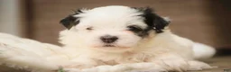 Havanese dogs for sale: Twila Havanese Puppy  - Ad 4