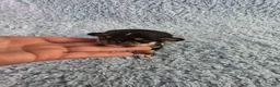 Chihuahua dogs for sale: AKC Peter - Ad 8