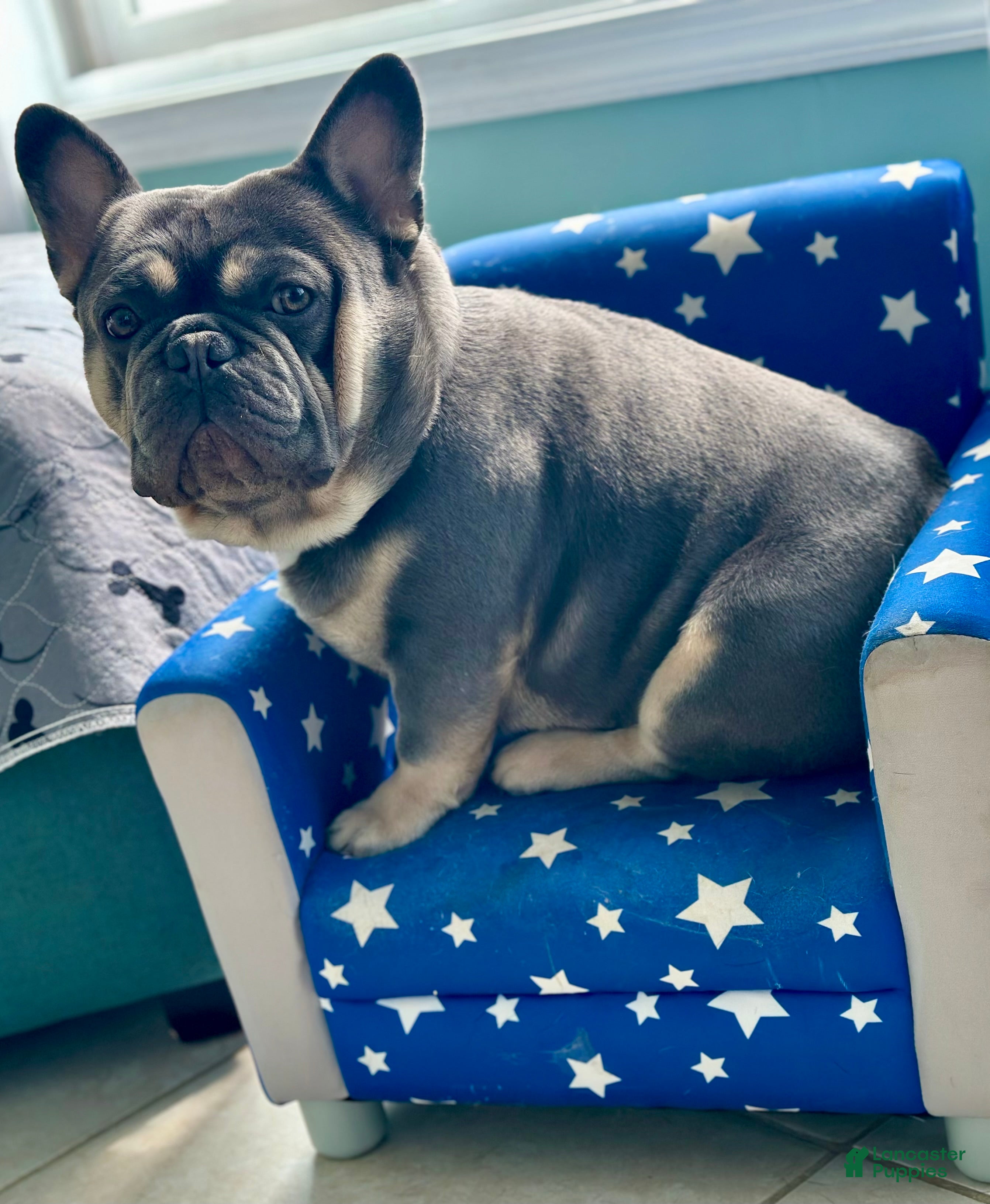 French Bulldog dogs Bayshorebullies Bullies Zuma - Ad 2