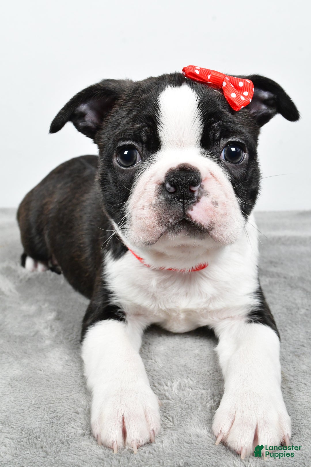 Mixed Breed dogs for sale: Snickers - Ad 4