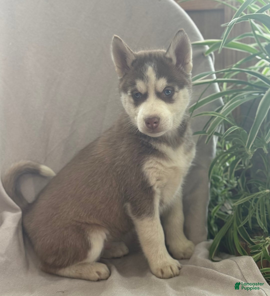 Siberian Husky dogs for sale: Leo - Ad 3
