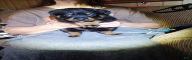 Rottweiler 5
