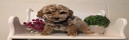 Miniature Poodle dogs for sale: Hunter  - Ad 7