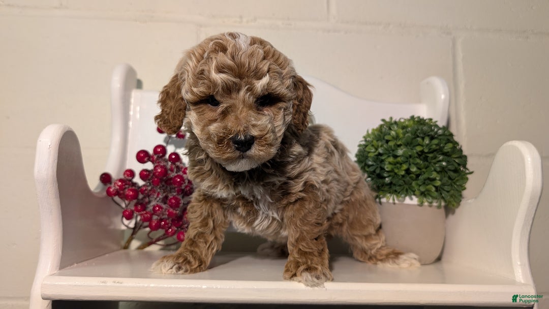 Miniature Poodle dogs for sale: Hunter  - Ad 7