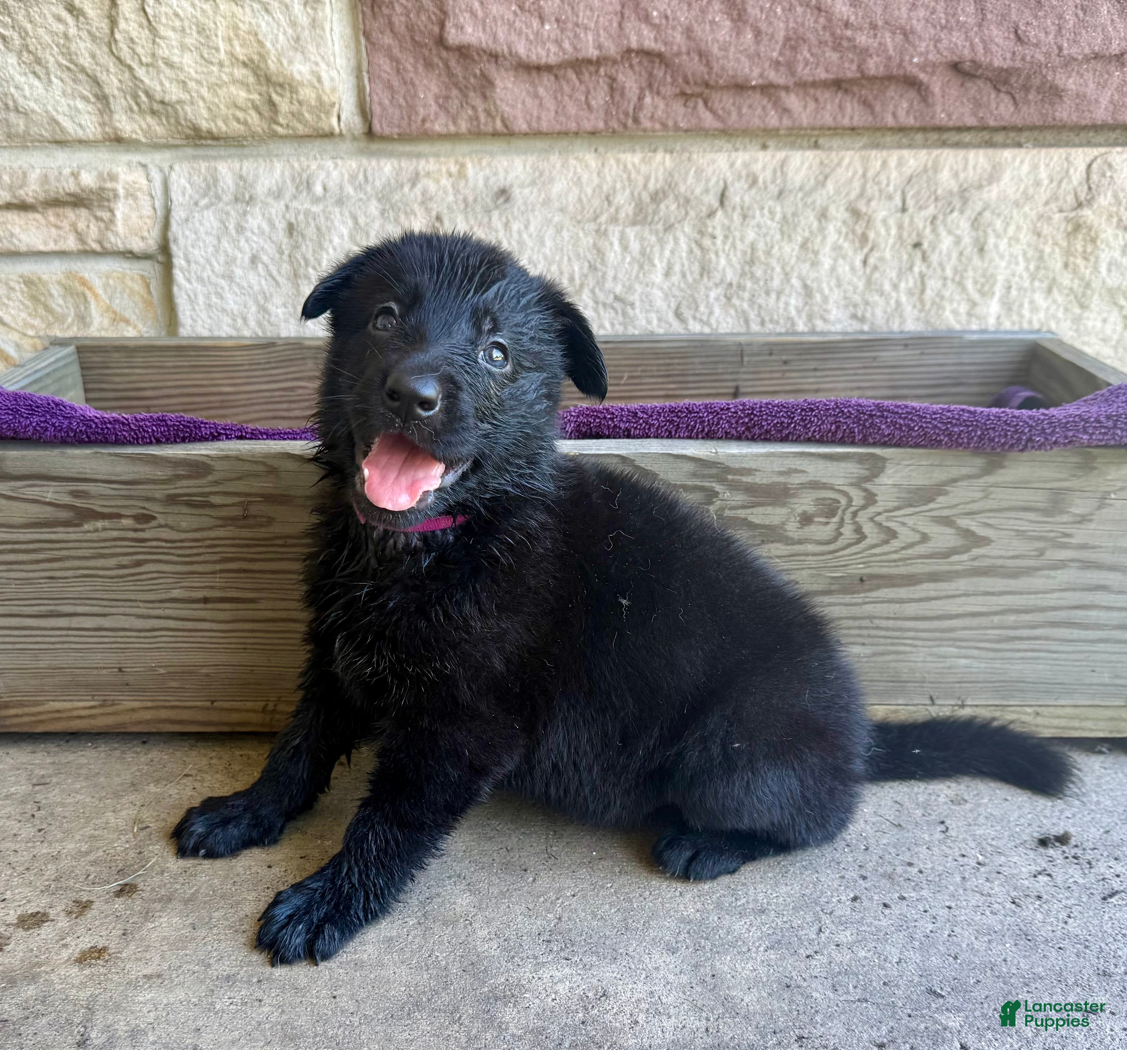 German Shepherd dogs Gwen - Ad 2