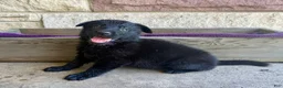 German Shepherd dogs for sale: Gwen - Ad 2