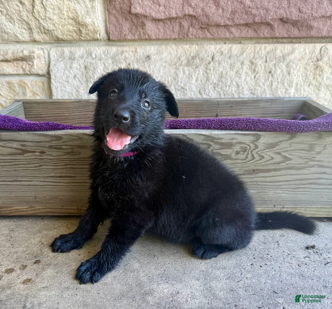 German Shepherd dogs for sale: Gwen - Ad 2