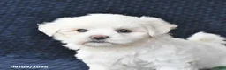 Maltese dogs for sale: Kieffer - Ad 3