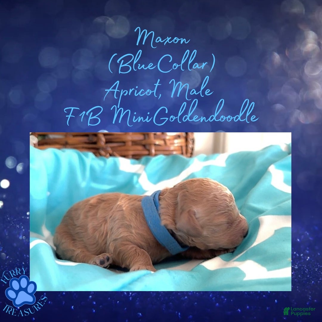Goldendoodle dogs for sale: Maxon “ Blue Collar” Male - Ad 16
