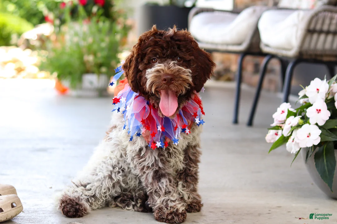 Lagotto Romagnolo dogs for sale: Leo - Ad 2