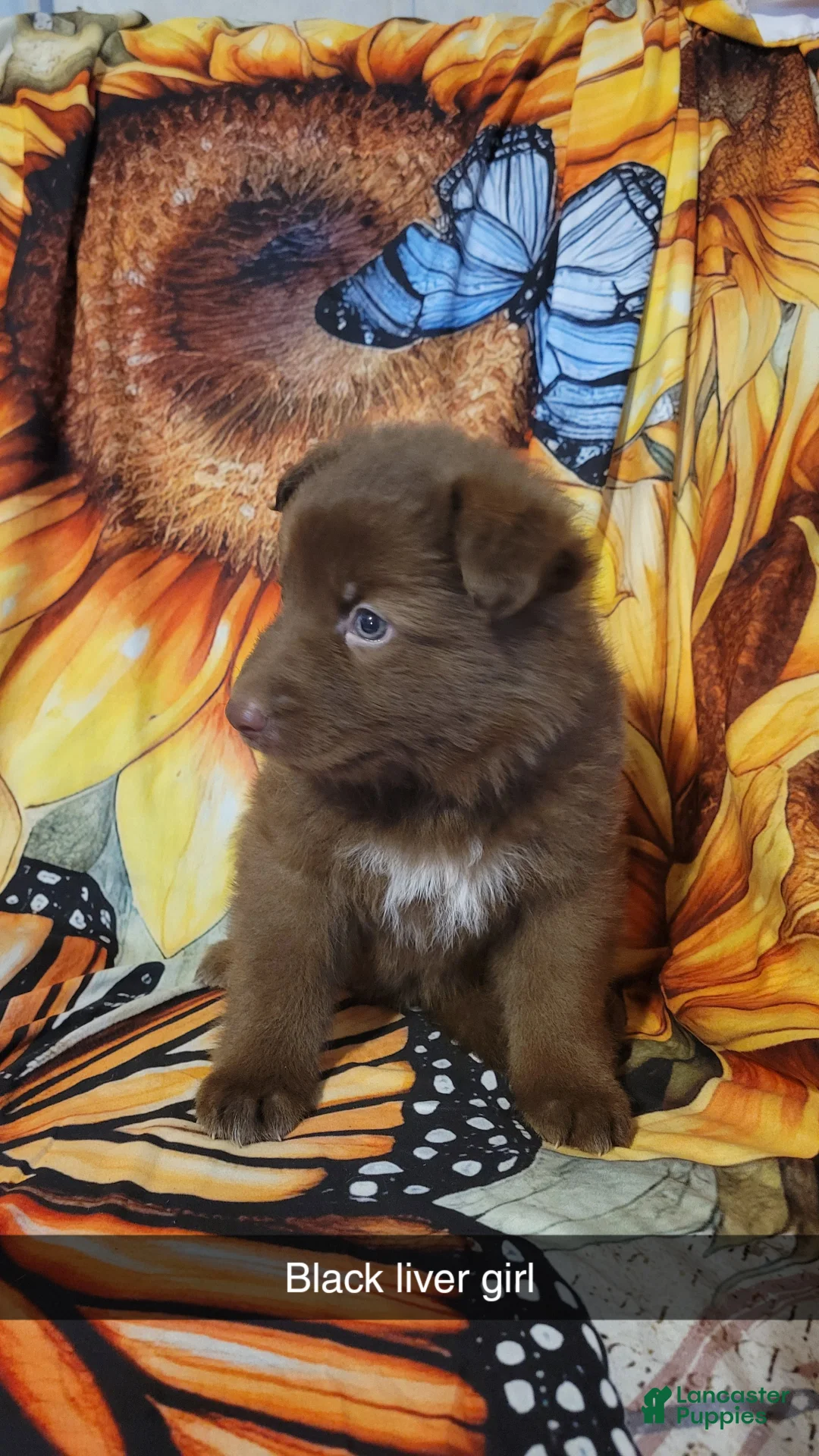 German Shepherd dogs for sale: German Shepherd Puppy 6 - Ad 1