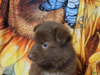 German Shepherd dogs German Shepherd Puppy 6 - Ad 22