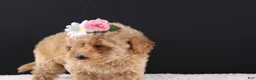 Shihpoo dogs for sale: Blossom - Ad 6