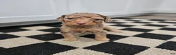 Standard Poodle dogs for sale: Princess Leia - Ad 3