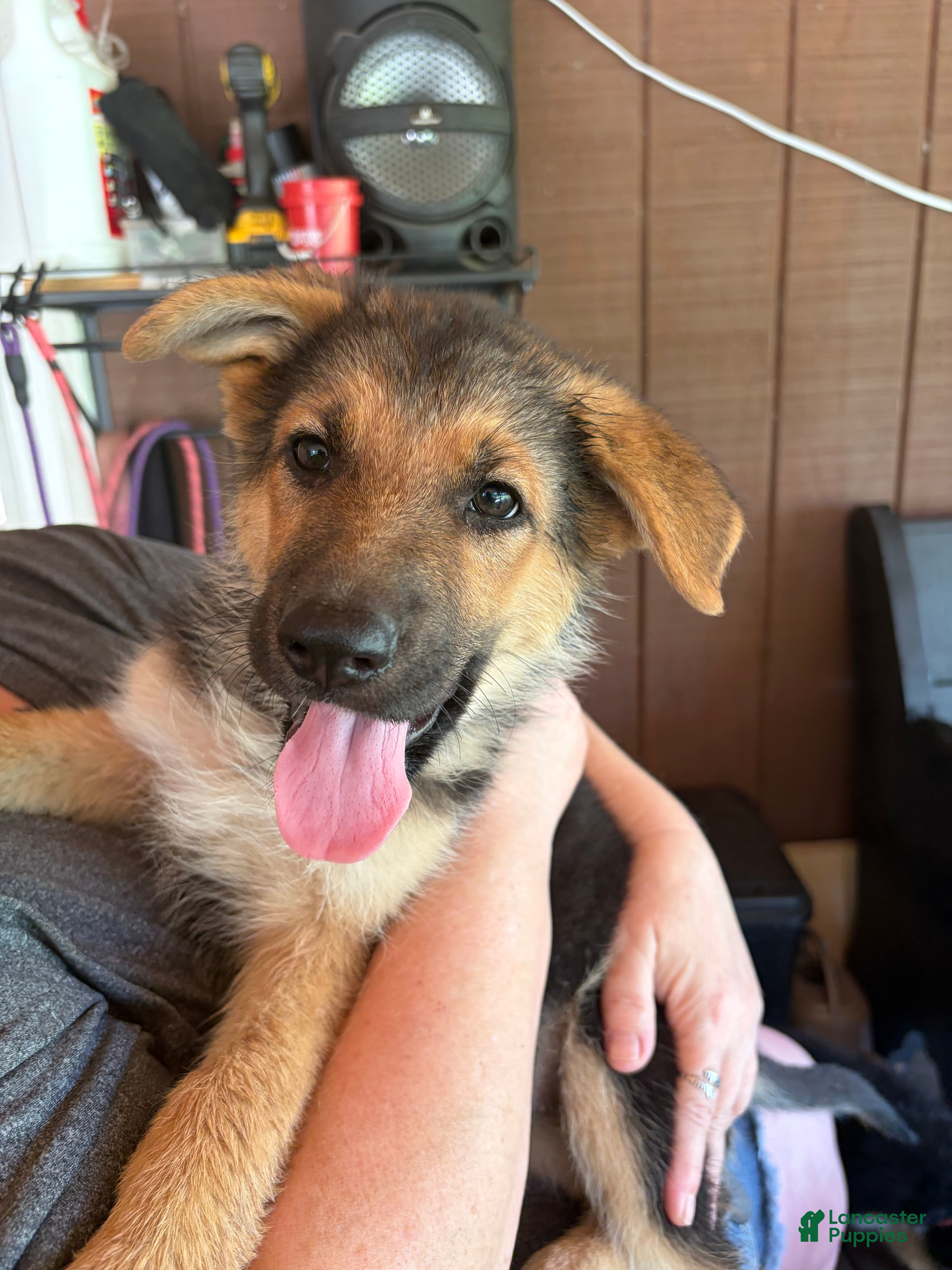 German Shepherd dogs Piper - Ad 16