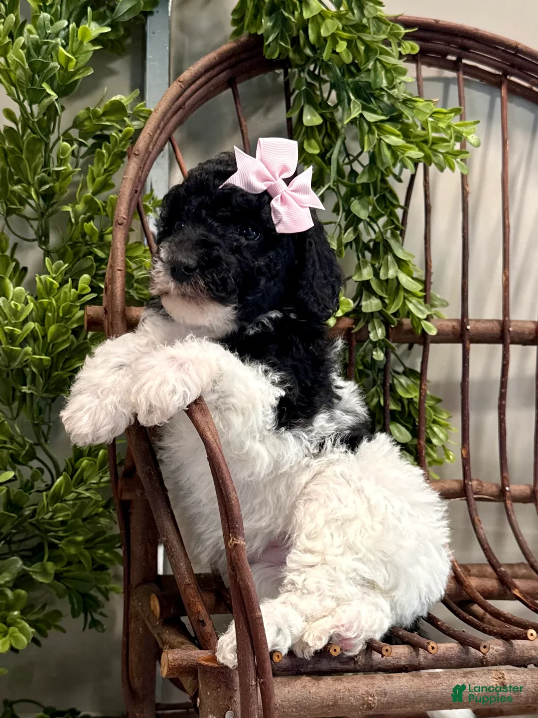 Mini Goldendoodle dogs for sale: Onna - Ad 3