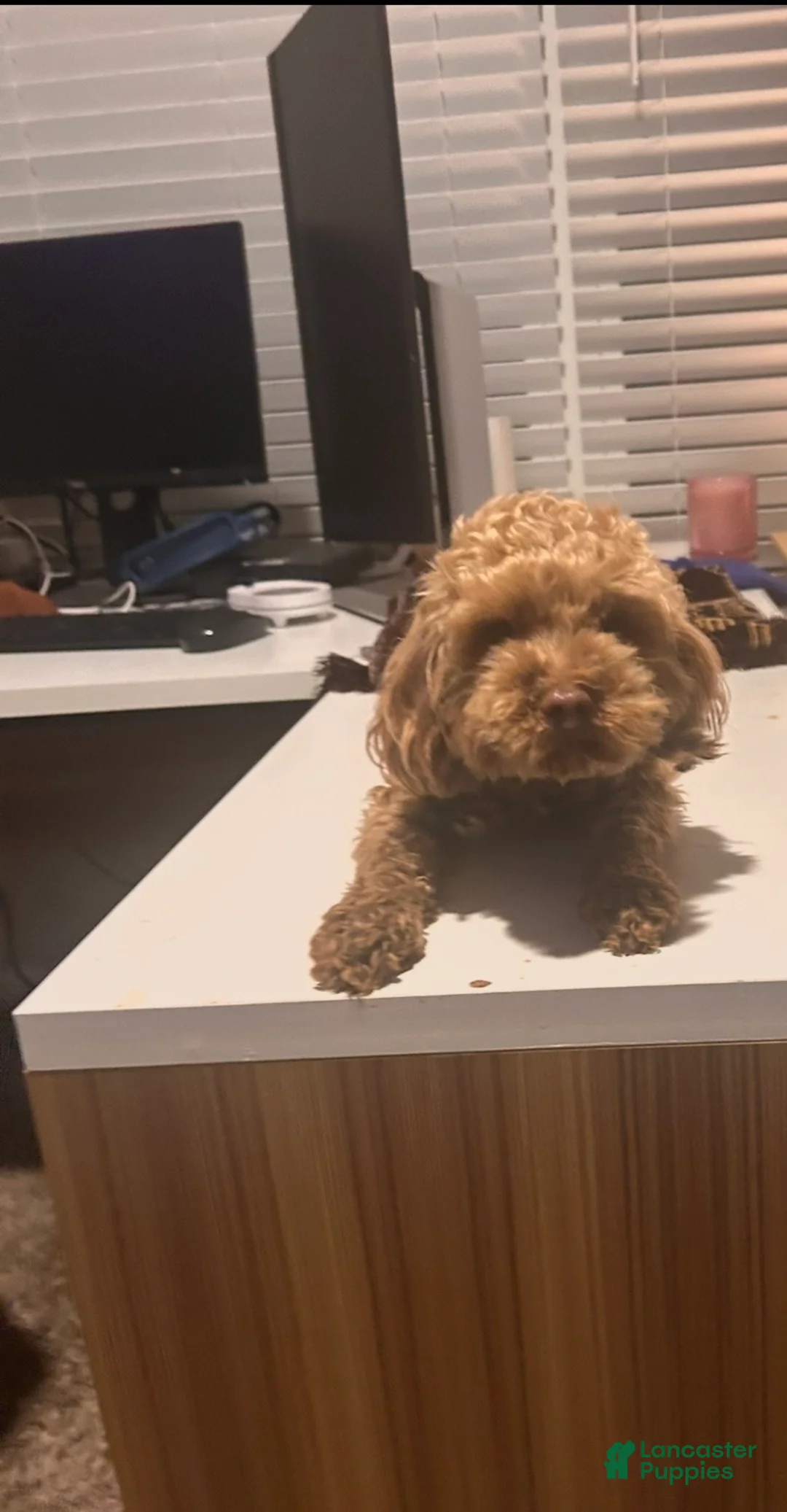 Toy Poodle dogs for sale: Toy Poodle Puppy 1 - Ad 2