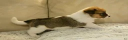 Mixed Breed dogs for sale: Orpheus - Ad 8