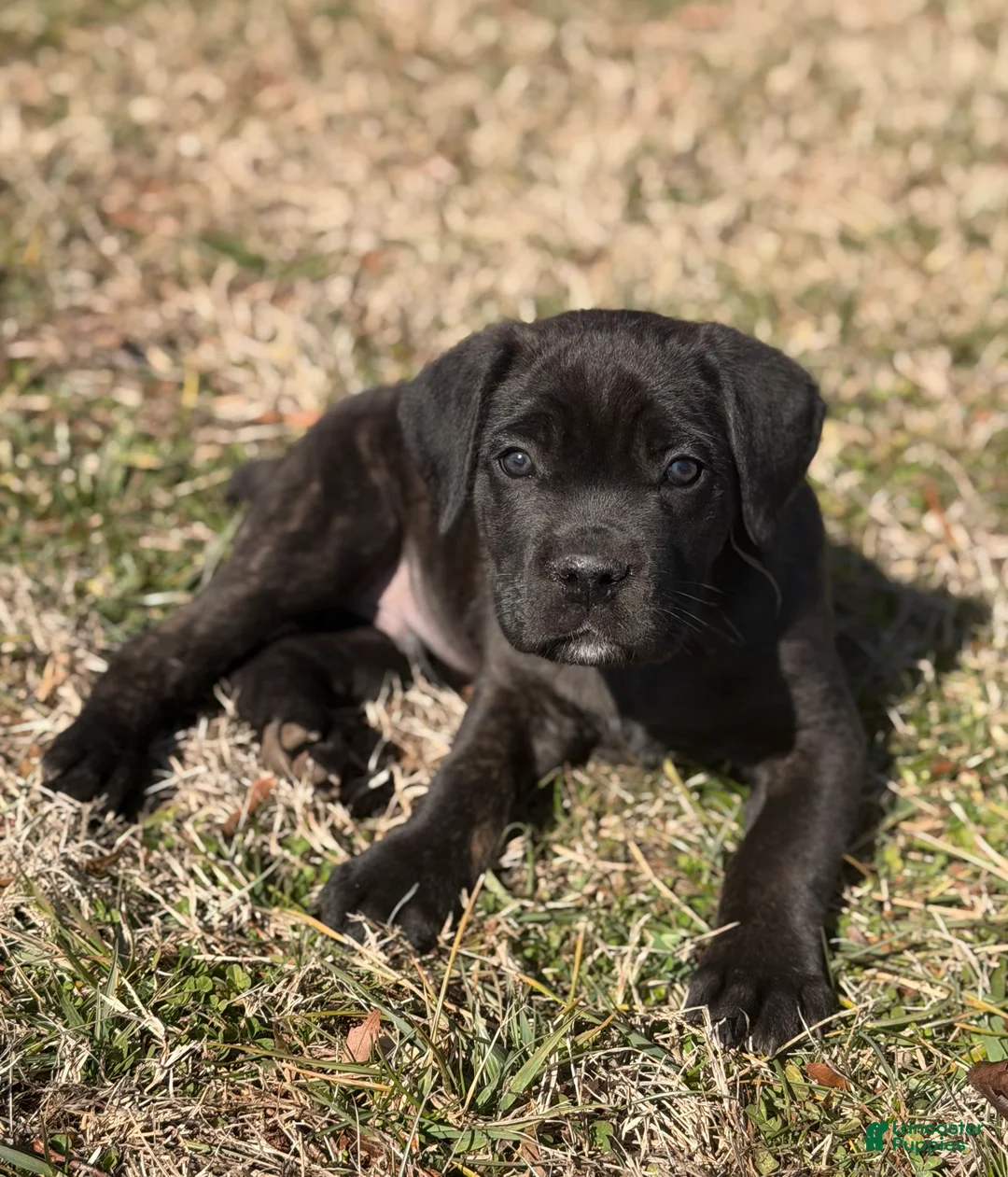 Cane Corso dogs for sale: Mellow - Ad 1