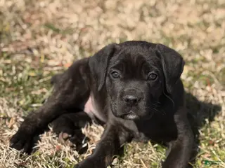 Cane Corso dogs Mellow - Ad 33