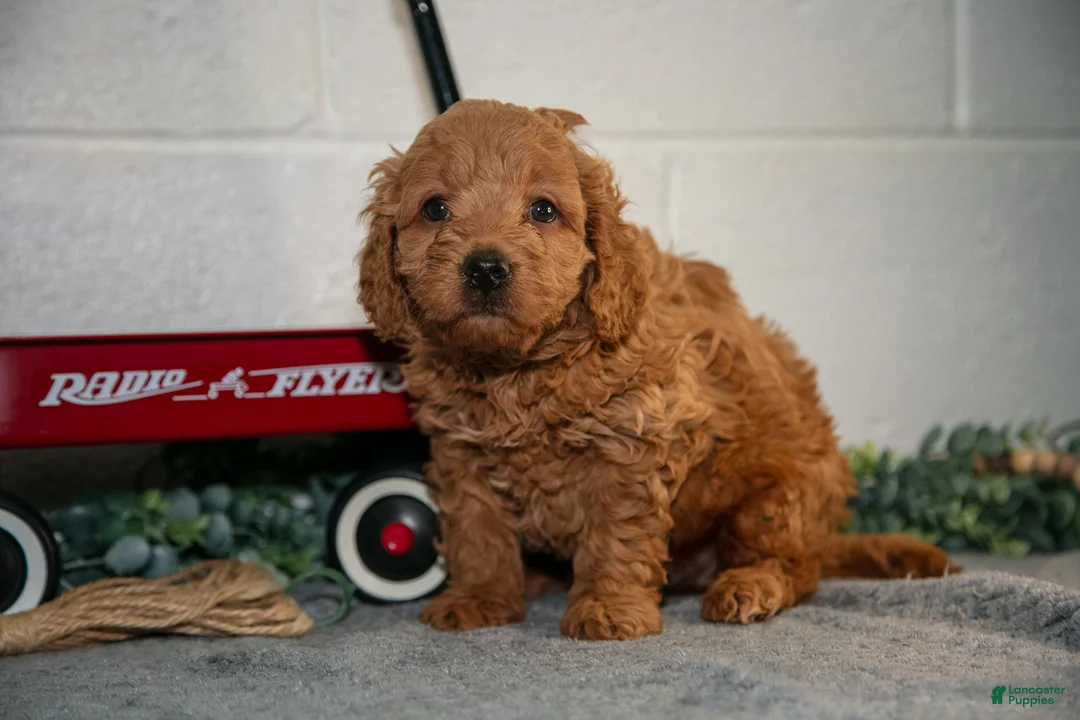 Cavapoo dogs for sale: Fido - Ad 1