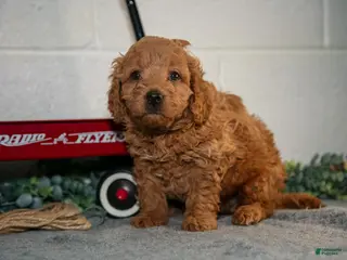 Cavapoo dogs Fido - Ad 12