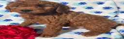 Mini Goldendoodle dogs for sale: Pearl - Ad 2