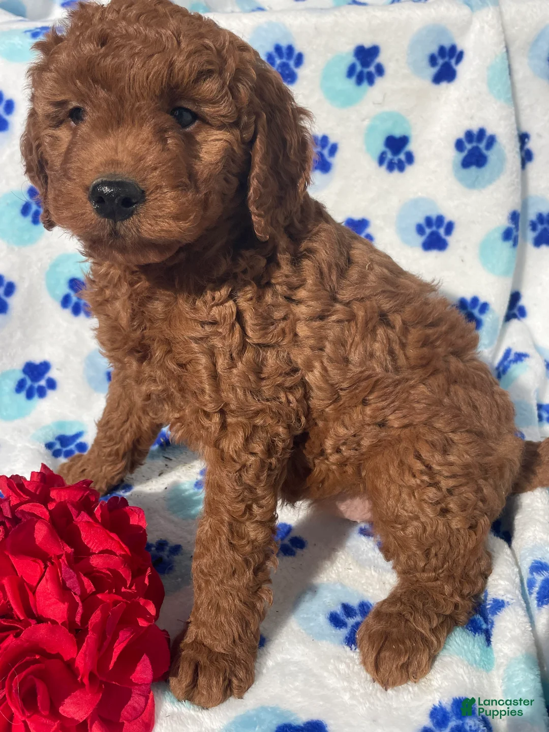 Mini Goldendoodle dogs for sale: Pearl - Ad 2