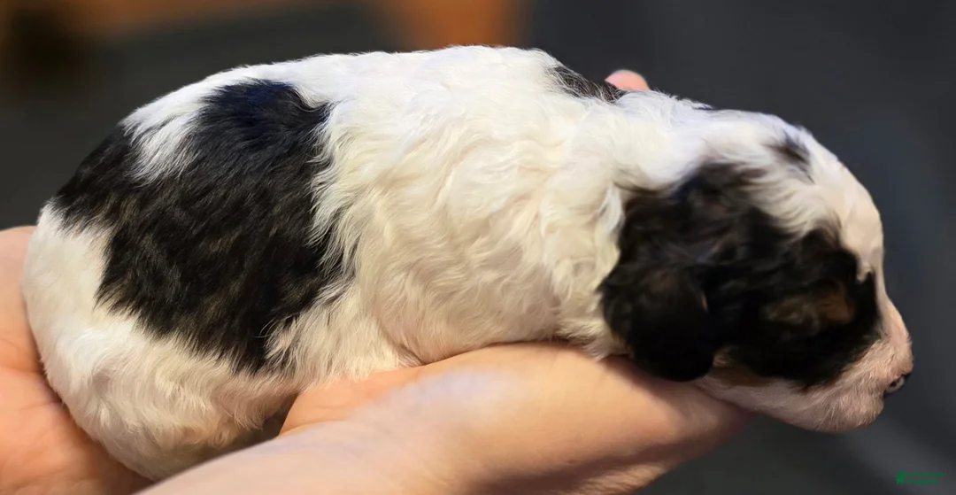 Mini Bernedoodle dogs for sale: Atlas - Ad 2