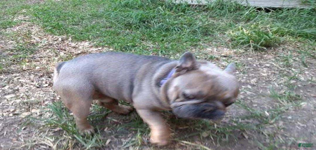 Gallery Image {{count}}