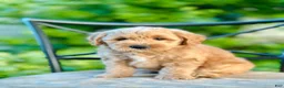 Mini Goldendoodle dogs for sale: Maisie - Ad 3