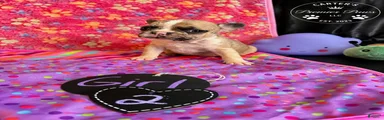 French Bulldog 2 sweetie 
