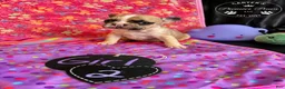 French Bulldog dogs for sale: French Bulldog 2 sweetie  - Ad 1