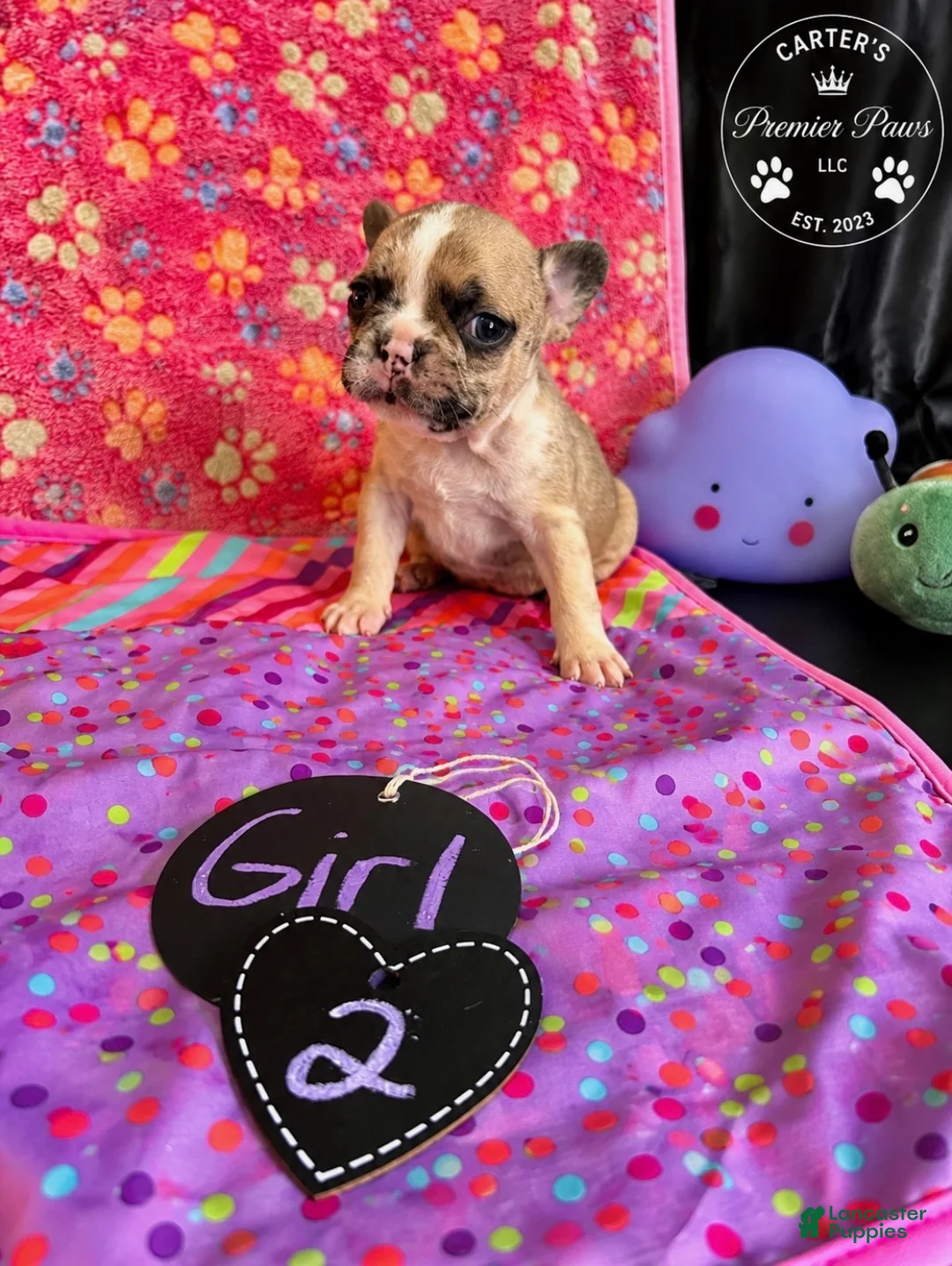 French Bulldog dogs for sale: French Bulldog 2 sweetie  - Ad 1