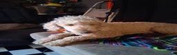Goldendoodle dogs for sale: Christopher  - Ad 11