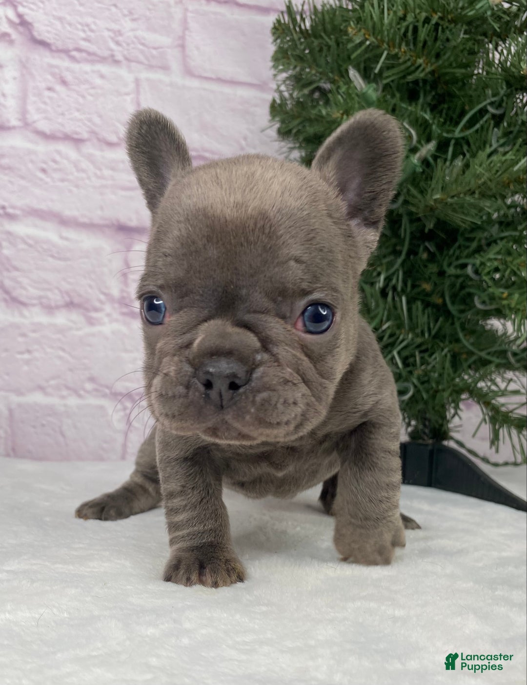 French Bulldog dogs for sale: Paisley  - Ad 5
