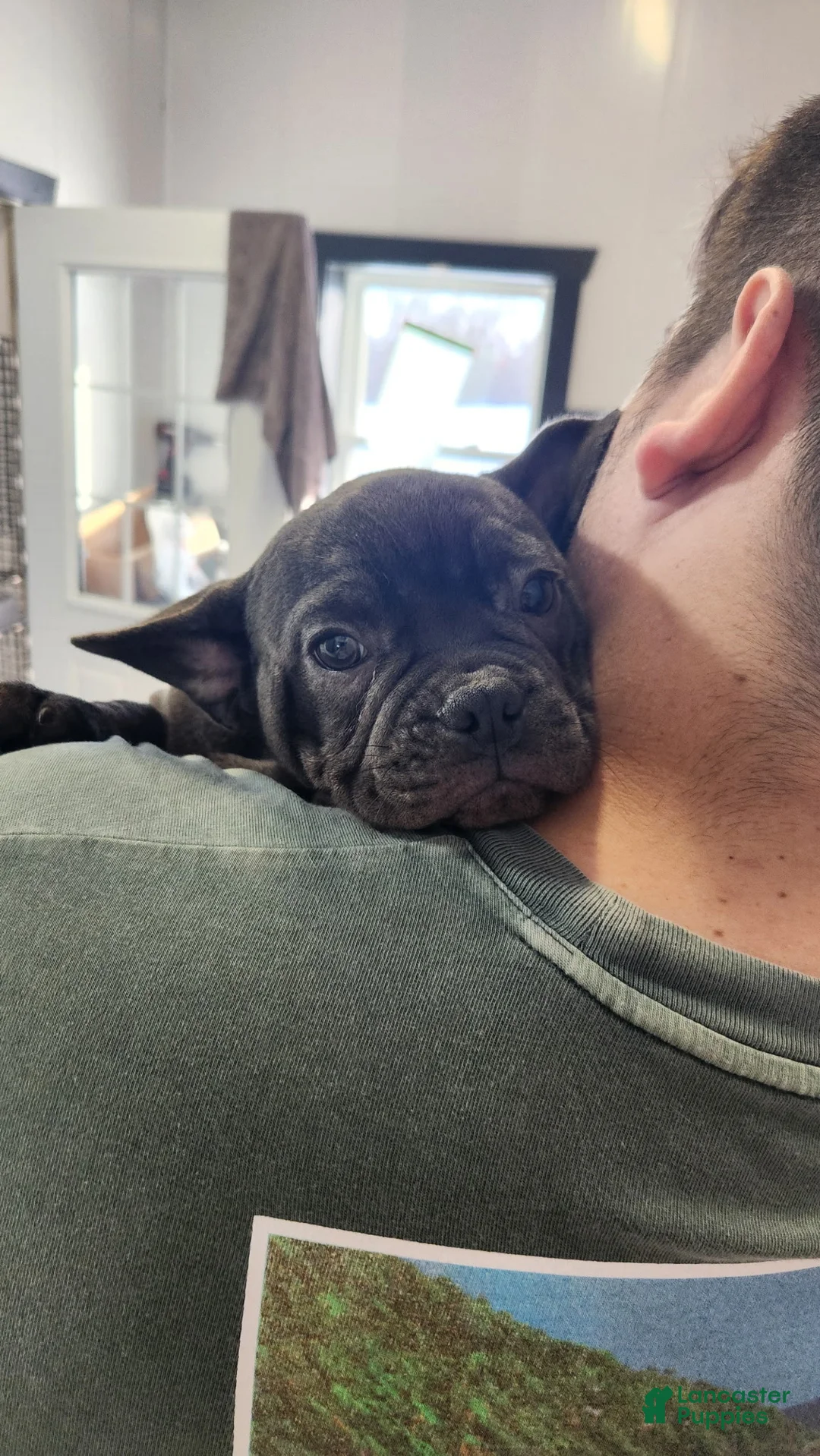 French Bulldog dogs for sale: Carter  - Ad 4