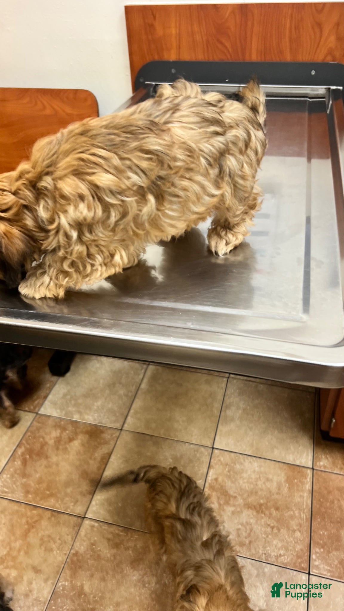 Yorkiepoo dogs Yorkiepoo Puppy 2 - Ad 4