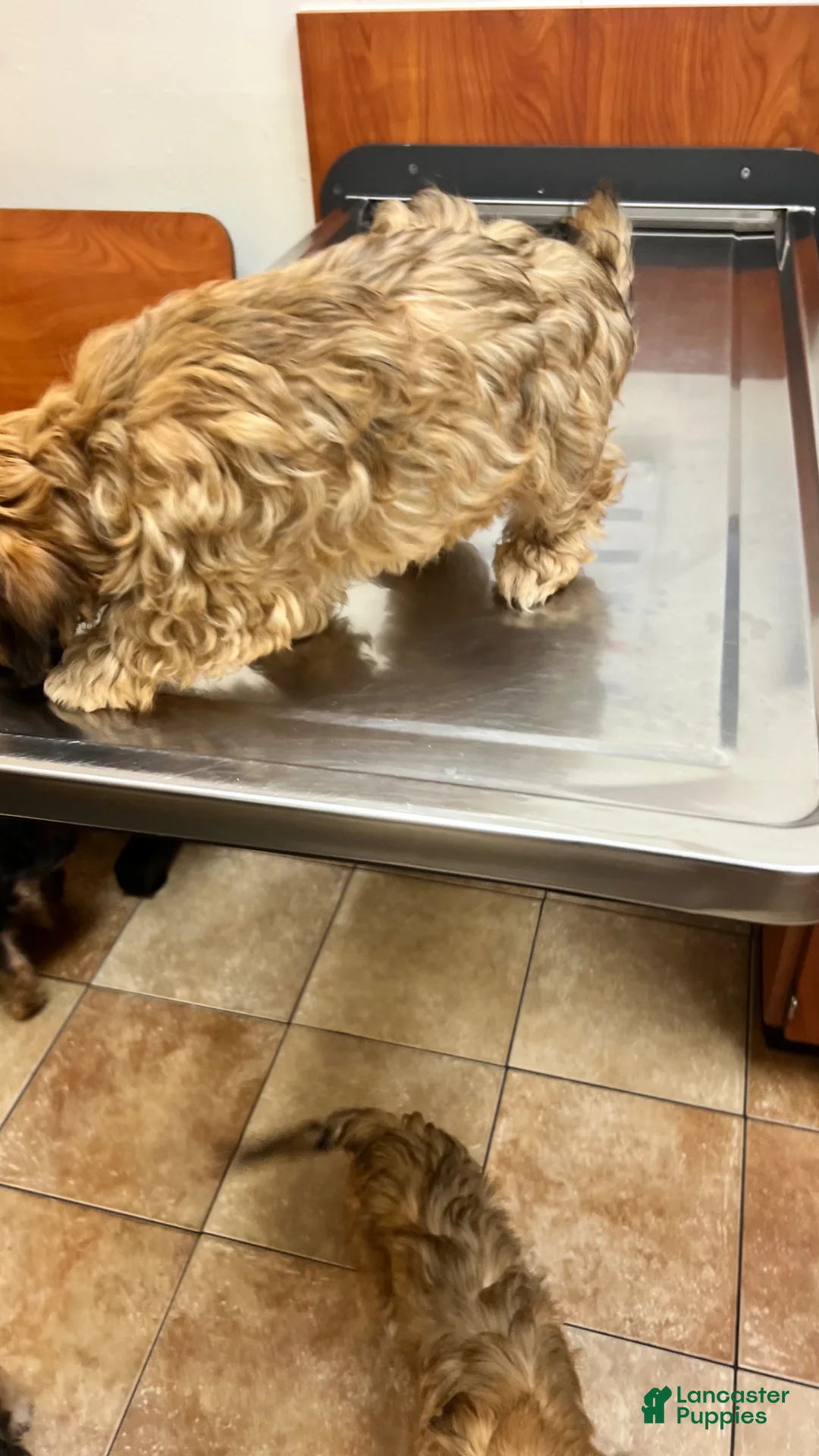 Yorkiepoo dogs for sale: Yorkiepoo Puppy 2 - Ad 1