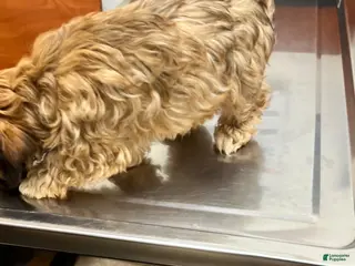 Yorkiepoo dogs Yorkiepoo Puppy 2 - Ad 4