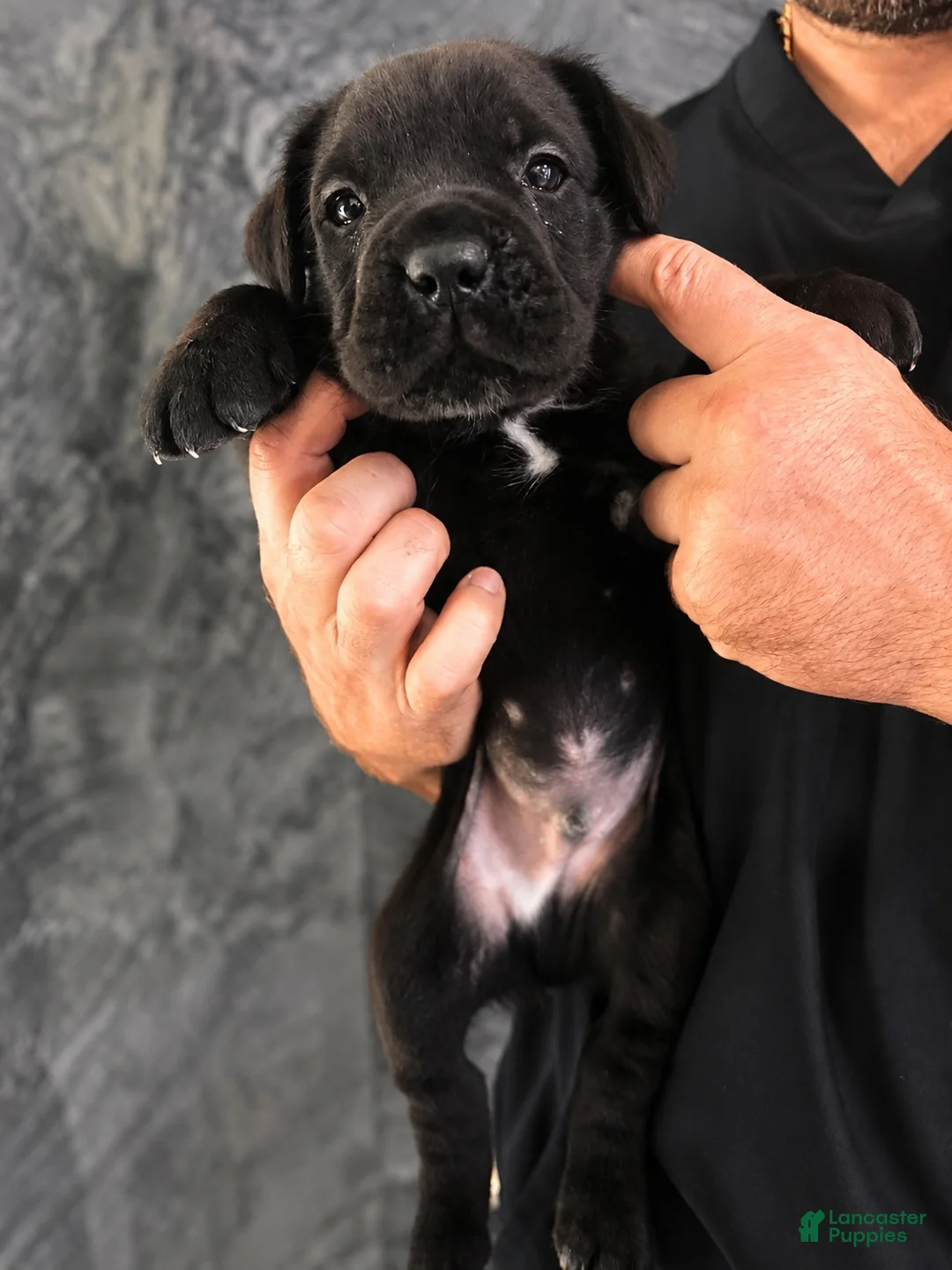 Cane Corso dogs for sale: Cane Corso 3 - Ad 1