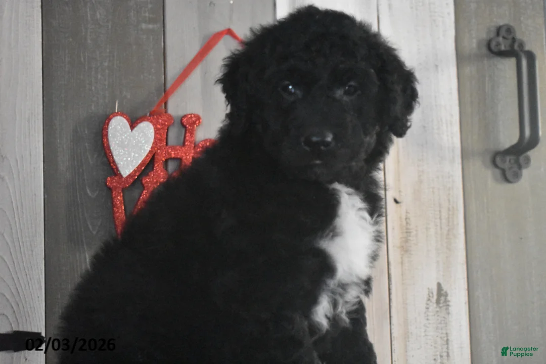 Goldendoodle dogs for sale: Jase - Ad 3