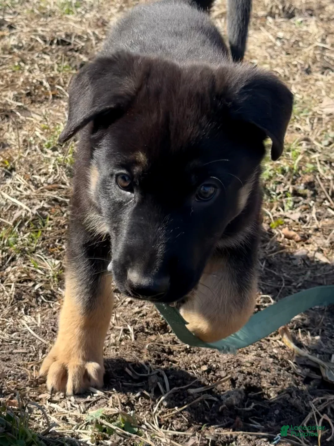 German Shepherd dogs for sale: Light blue - Ad 1