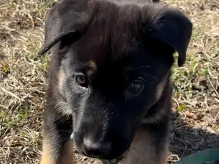 German Shepherd dogs Light blue - Ad 15